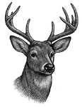 deer grayscale